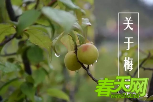 梅雨季节是什么时间？每年6-7月份梅子成熟时候